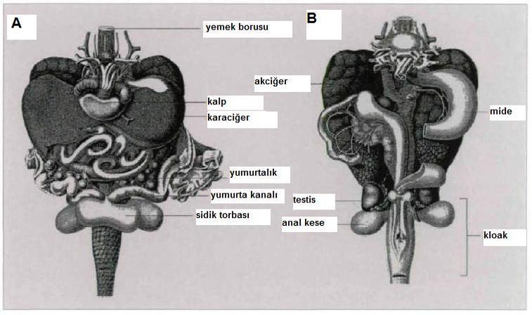 kaplumbağa anatomisi, kaplumbağa iç organları, www.turgaybora.org