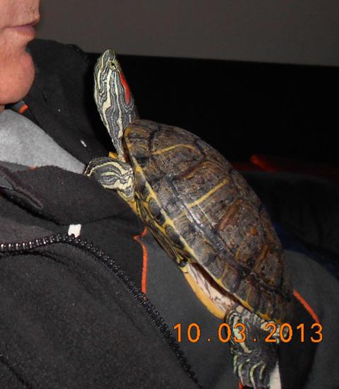 kaplumbağa www.turgaybora.org
tercme www.aksanter.com
emlak www.emlaksite.info
emlak www.emlaksite.in