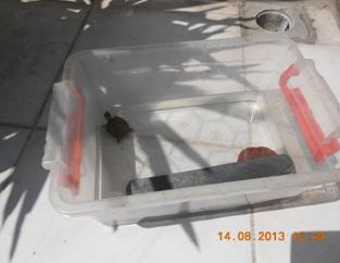 Yavru, kk kaplumbağanın gneşlendirilmesi. www.turgaybora.org