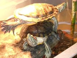 kaplumbağa d�nyası