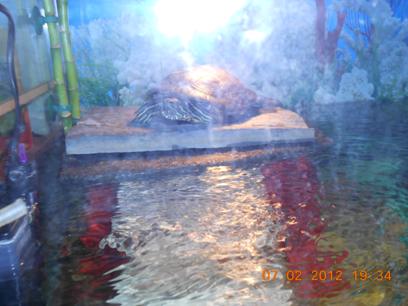 kaplumbağalar ve salmonella, www.turgaybora.org