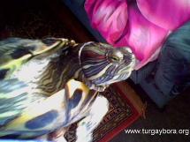 Prensesim yumurtlad�