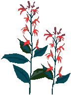 ORG ve Tora Bora: Nat�ralist Roman