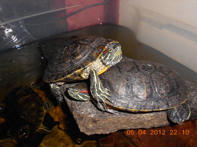 kaplumbağa www.turgaybora.org
terc�me �eviri, �bersetzung www.aksanter.com
emlak,istanbul immobilien www.emlaksite.info
istanbul emlak, t�rkei immobilien www.emlaksite.info
