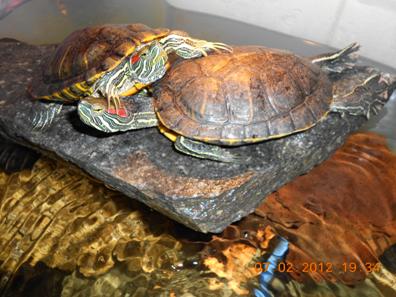 kaplumbağa www.turgaybora.org
terc�me �eviri, �bersetzung www.aksanter.com
emlak,istanbul immobilien www.emlaksite.info
istanbul emlak, t�rkei immobilien www.emlaksite.info
