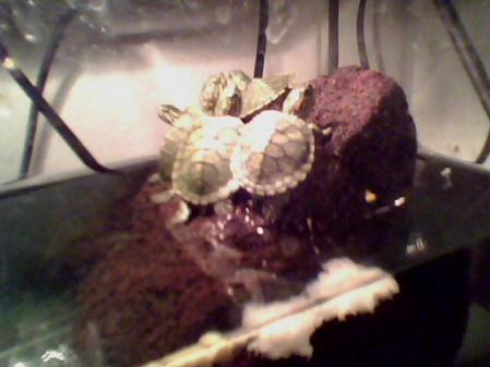 ilk 5 yavru bir arada