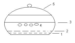 ilk yavru su kaplumbağaları bu kulukadan ıktı.