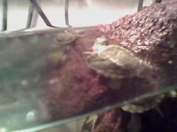 yavru su kaplumbağaları 