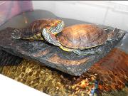 Kaplumbağa resimleri,Turtle Pictures,Bilder von Wasserschildkröten,Schildkrötenbilder 