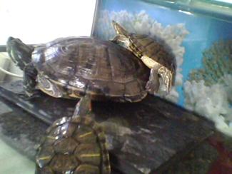 kaplumbağa resimleri