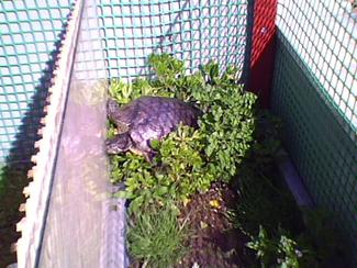 kaplumbağa resimleri