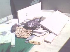 Kaplumbağalarım balkonda güneşleniyor.