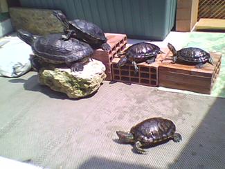 Bilder von Wasserschildkrten