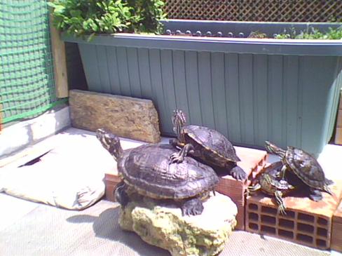 Kaplumbağa resimleri