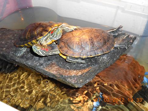 Su kaplumbağası resimleri