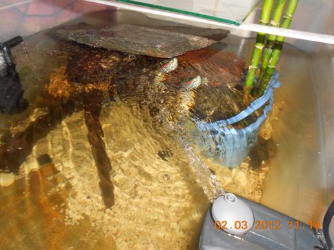 Kaplumbağa resimler,Turtle Pictures,Bilder von Wasserschildkrten,Schildkrtenbilder 