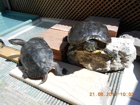Kaplumbağa resimler,Turtle Pictures,Bilder von Wasserschildkrten,Schildkrtenbilder 