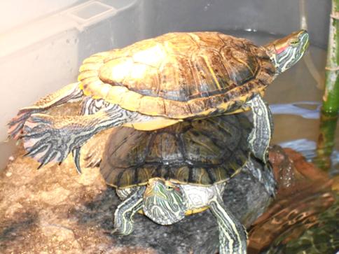 Kaplumbağa resimler,Turtle Pictures,Bilder von Wasserschildkrten,Schildkrtenbilder 