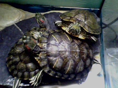 Kaplumbağa resimler,Turtle Pictures,Bilder von Wasserschildkrten,Schildkrtenbilder 