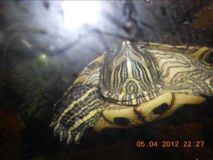 Kaplumbağa resimleri,Turtle Pictures,Bilder von Wasserschildkröten,Schildkrötenbilder 