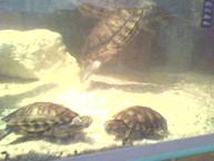 Kaplumbağa Prenses, Prens ile yavruları Sultan ve Kovboy akvaryumda