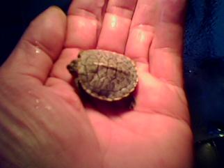 Şehzade. 2 nolu kulu�kanın ilk yavrusu.