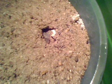 g�r�nen ilk yavru su kaplumbağası