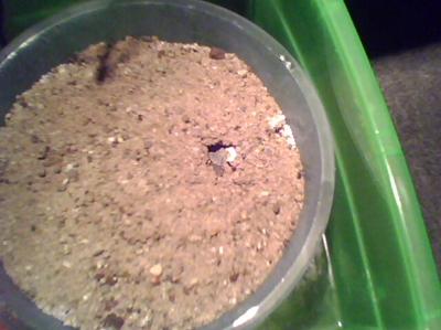 ilk yavru kaplumbağanın g�r�nt�s�