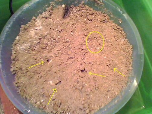 kaplumbağalar hava deliklerini a�mışlar