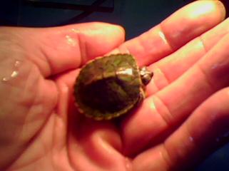 Efsane, kulu�kadan �ıktıktan sonra