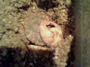 Papatya. 2 nolu kulu�kanın ikinci yavrusu.