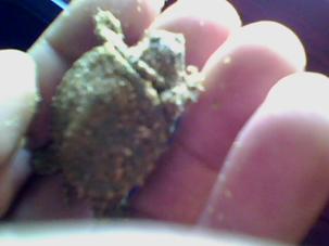 Papatya her tarafı kumlar i�inde avucumda.