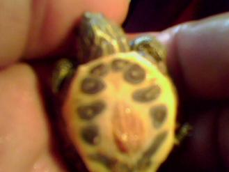 Resim: Nartanesi, 2 nolu kul�kadan �ıkan ���nc� yavru.  Vitell�s kesesi hen�z tam anlamıyla emilmemiş.