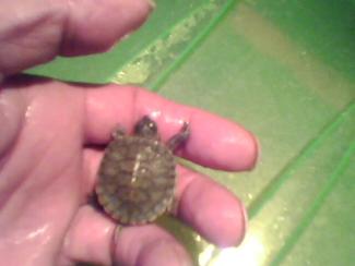 Şah. Bug�ne dek yumurtadan �ıkan sonuncu kaplumbağa yavrusu. Bununla birlikte 10 yavru yumurtadan �ıkmış oldu.