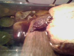 g�zel kaplumbağalar