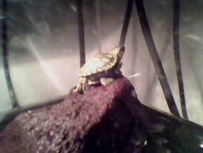 yavru su kaplumbağası Sultan zirvede