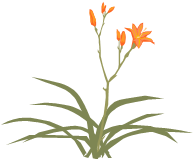 Su kaplumbağaları hakkında