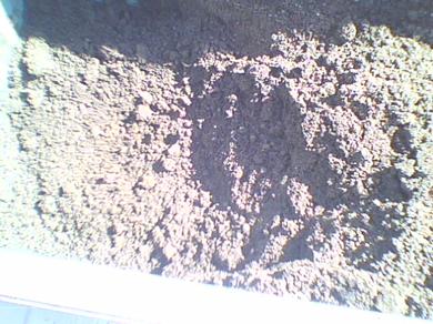 Yavru kaplumbağanın topraktan �ıktığı yerin resmi