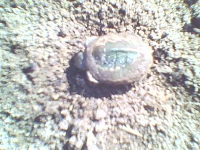 7 ay toprak altında kalan su kaplumbağası yavrusu resmi