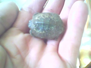 yavru kaplumbağa resimleri