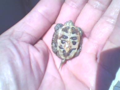 yavru su kaplumbağası resimleri