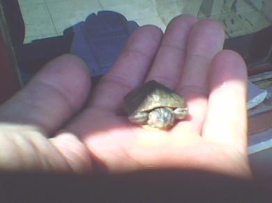 su kaplumbağası resmi