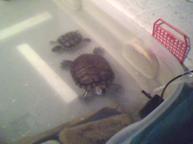 Resim: Yavru kaplumbağanın yetişkin kaplumbağaya yaptığı kur