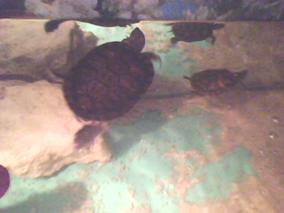 su kaplumbağaları resimleri