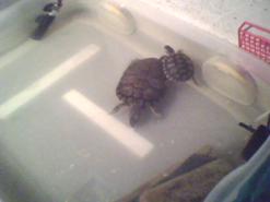 tatlı su kaplumbağası resmi