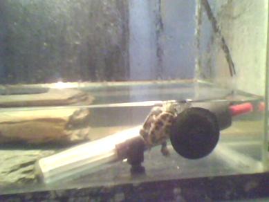 Resim: Kırmızı yanaklı yavru su kaplumbağası akvaryumda