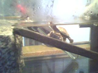 Yavru su kaplumbağasının akvaryumda resmi