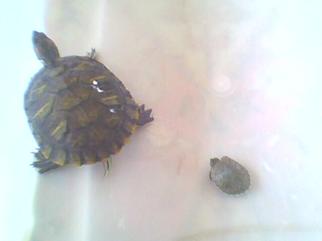 2 yavru kaplumbağa resmi