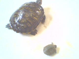 Resim: 2 yavru tatılı su kaplumbağası yanyana