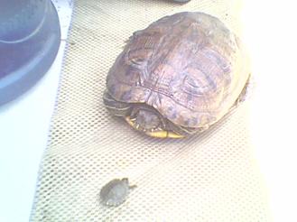 Anne ve yavru kaplumbağanın resmi.